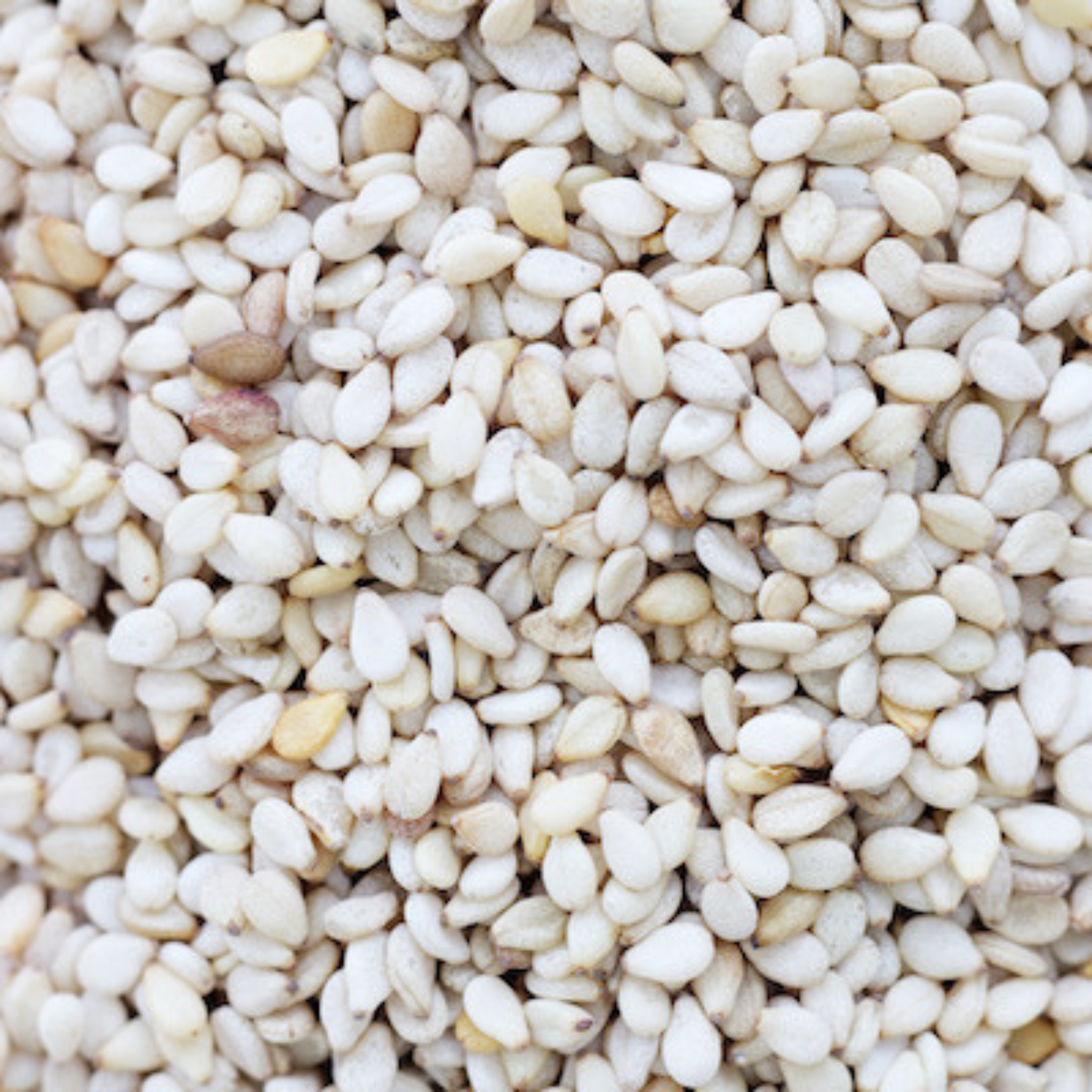 Sésame bio non décortiqué 2,5 kg
