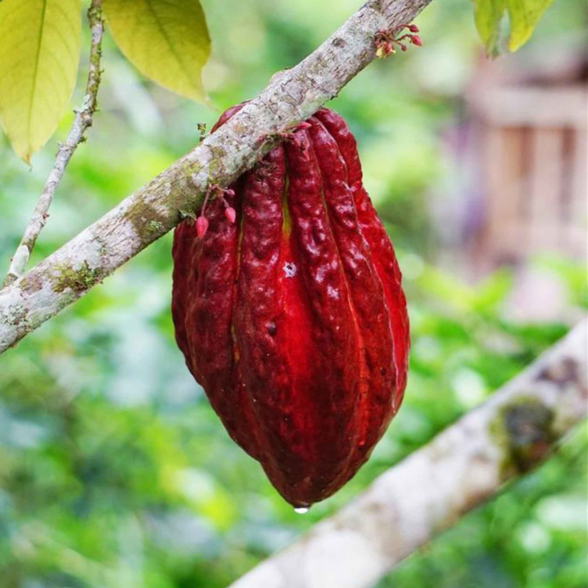 Barry Callebaut RB2 Ruby Couverture