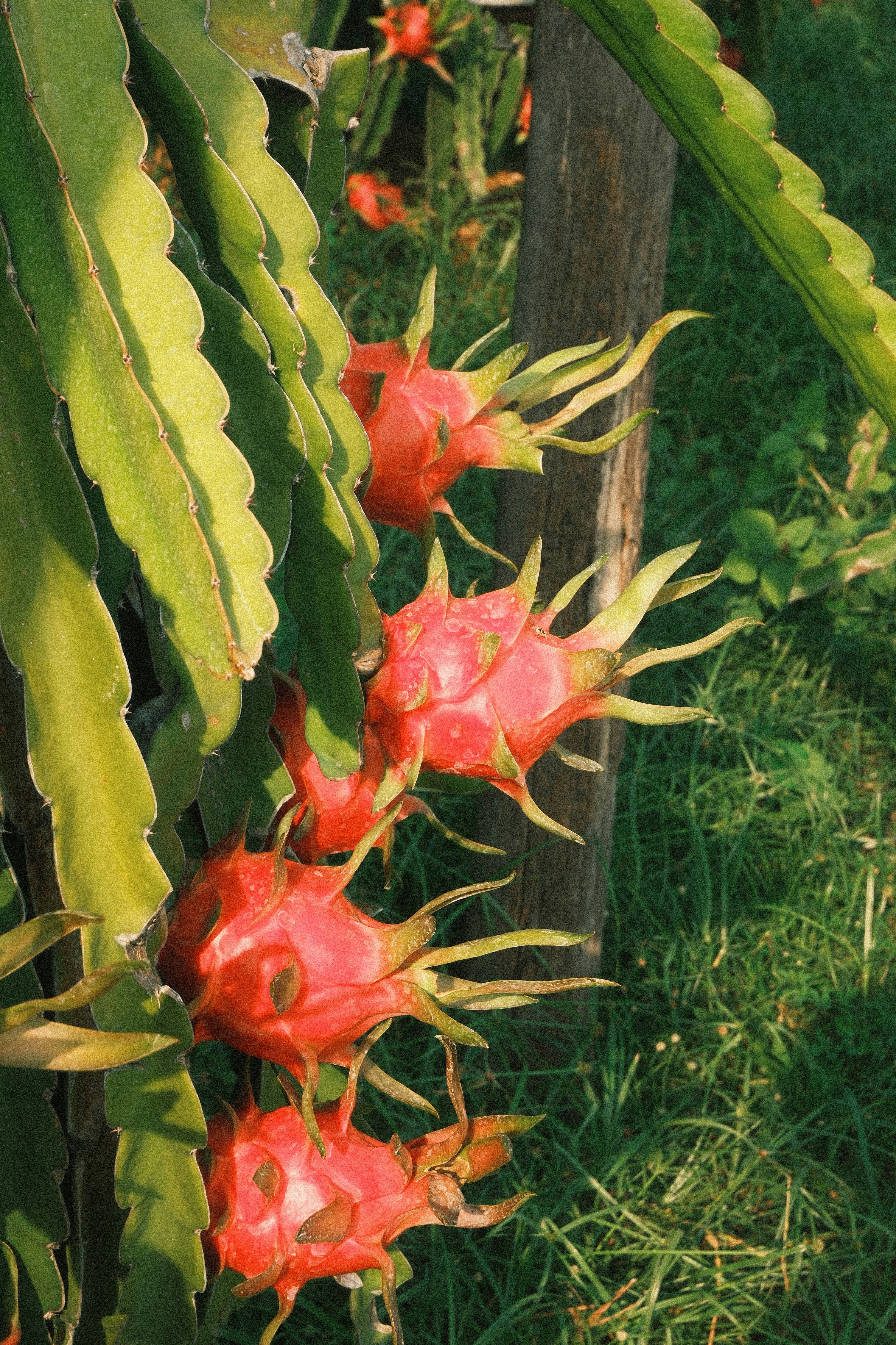 Cubetti di pitaya bio liofilizzati