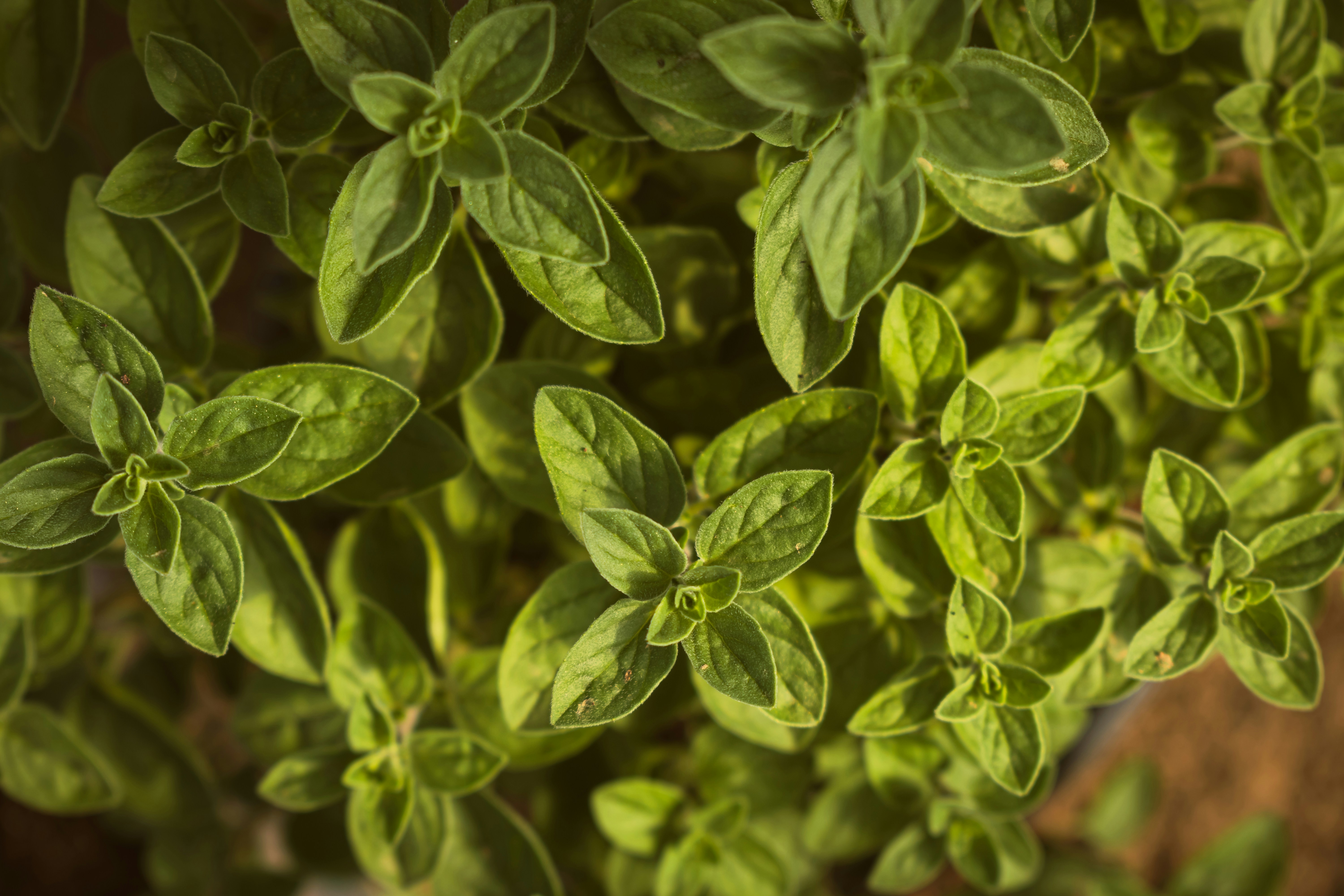 Origano bio tagliato 500g