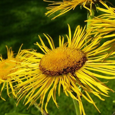 Radice di enula biologica tagliata