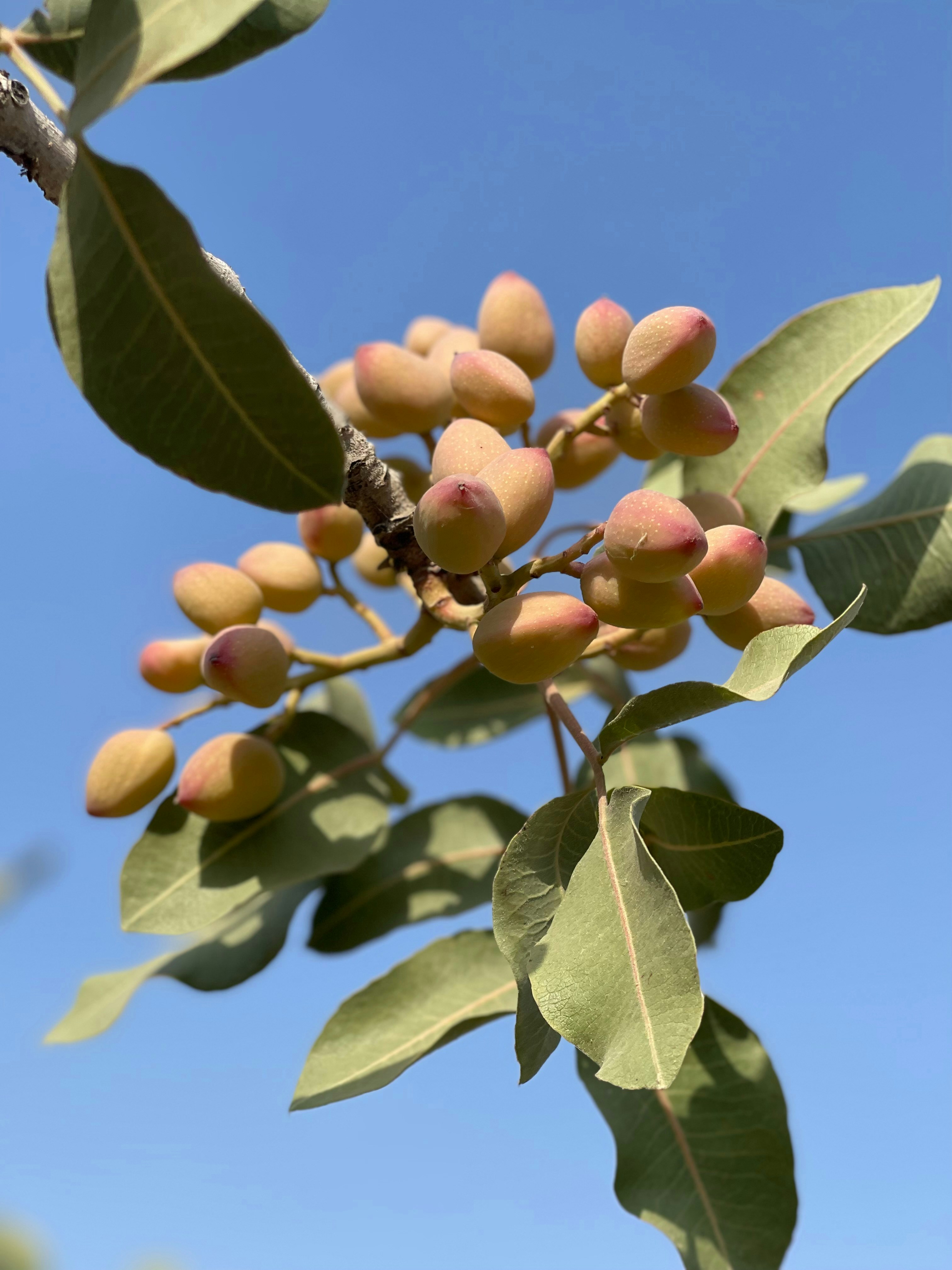 Pistaches salées bio 1kg