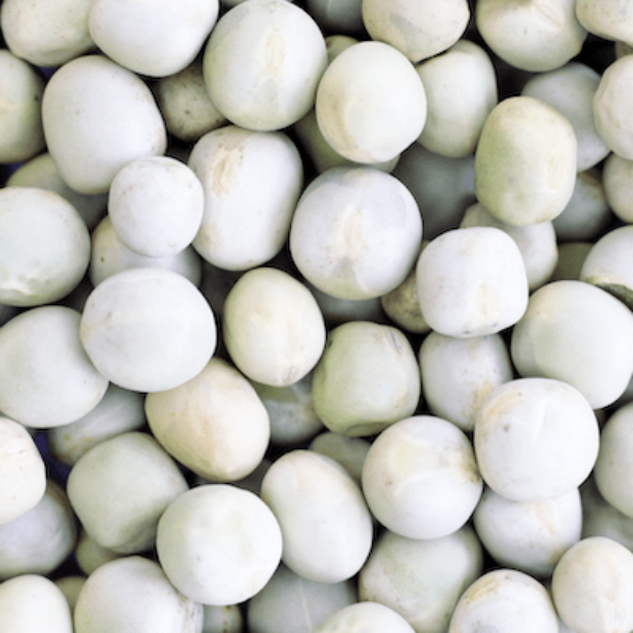 Petits pois bio 25 kg